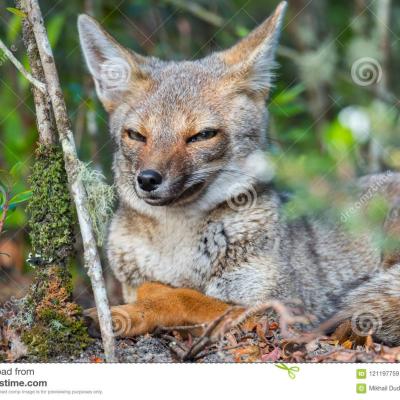 Portrait Cunning Fox Portrait Cunning Fox Lying Forest Looking Camera 121197759